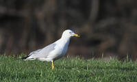 Ring-billed Gull, 2024