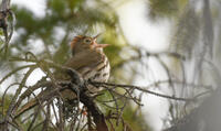 Ovenbird, 2021