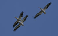 American White Pelican, 2024a