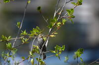 Red-winged Blackbird, 2024a