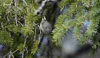 Ruby-crowned Kinglet, 2024a