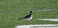 Killdeer, 2023