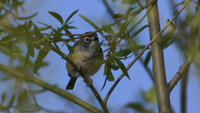 Blue-headed Vireo, 2024a