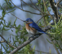 Eastern Bluebird, 2024a