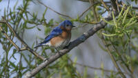 Eastern Bluebird, 2024b