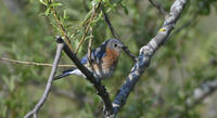 Eastern Bluebird, 2024c
