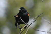 Red-winged Blackbird, 2024b
