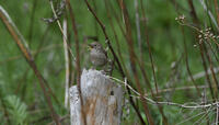 House Wren, 2024a