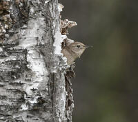 House Wren, 2024b