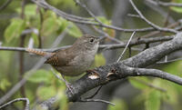 House Wren, 2024c