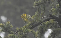 Cape May Warbler, 2024
