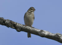 Vesper Sparrow, 2024