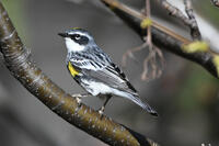 Yellow-rumped Warbler, 2024