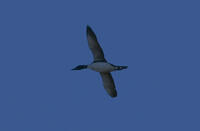 Common Loon, 2024