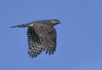 Sharp-shinned Hawk, 2021